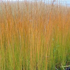 Molinia caerulea Edith Dudszus - Molinie bleue