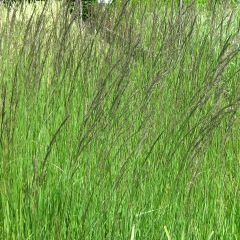 Molinia caerulea ssp arundinacea Fontäne