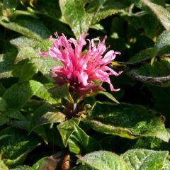 Monarde Cranberry Lace - Bergamote rose pourpré