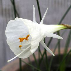 Narcisse bulbocodium Cantabricus (White)