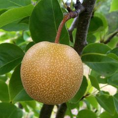 Nashi Shinseiki - Pyrus pyrifolia