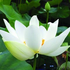 Nelumbo Angel Wings - Lotus nain