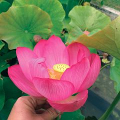 Nelumbo Qingling Honlian - Lotus des Indes rose rouge
