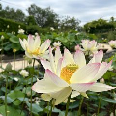 Nelumbo Tricolore - Lotus nain