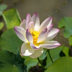 Nelumbo nucifera - Lotus sacré