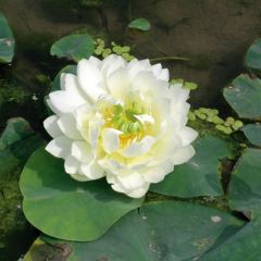 Nelumbo nucifera White - Lotus des Indes blanc