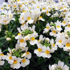 Nemesia Honey White - Sunpeddle White Perfume