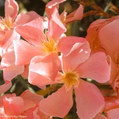 Laurier rose - Nerium oleander Saumon