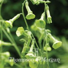 Graines de Tabac vert langsdorffii - Nicotiana langsdorffii 