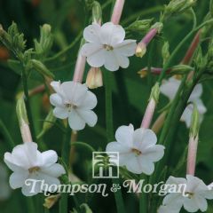 Graines de Tabac suaveolens - Nicotiana noctiflora