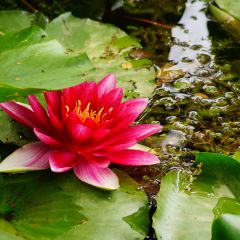 Nymphaea Attraction - Nénuphar rouge 