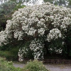 Olearia macrodonta Major - Houx de Nouvelle-Zélande