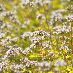 Origan doré - Origanum vulgare Aureum