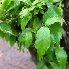 Zelkova serrata Goblin - Orme de Sibérie