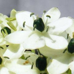 Ornithogalum arabicum - Étoile de Bethléem