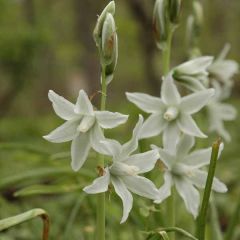 Ornithogalum nutans - Ornithogale penché