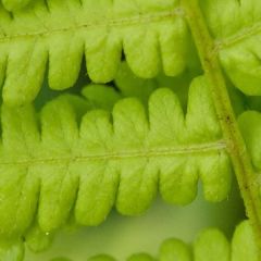 Osmunda cinnamomea - Osmonde, fougère