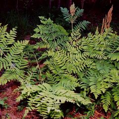 Osmunda regalis - Osmonde royale, fougère