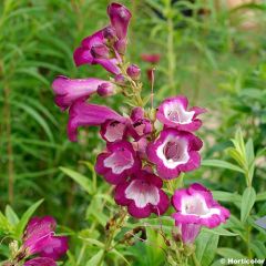 Penstemon hybride Gloire des Quatre Rues - Galane