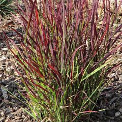 Panic érigé - Panicum virgatum Sangria