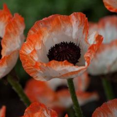 Pavot d'Orient Picotee - Papaver orientale