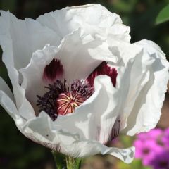 Pavot d'Orient Perry's White - Papaver orientale