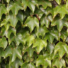 Vigne vierge - Parthenocissus tricuspidata Veitchii