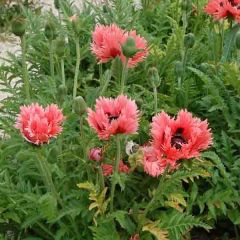 Pavot d'Orient Clochard - Papaver orientale