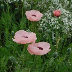 Pavot d'Orient Queen Alexandra - Papaver orientale