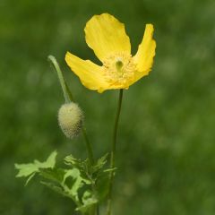 Pavot du Pays de Galles - Meconopsis cambrica