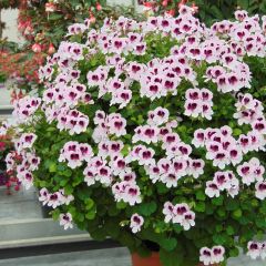 Pelargonium - Géranium parfumé Mosquitaway Lizzy