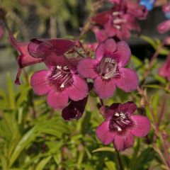 Penstemon hybride Blackbird - Galane