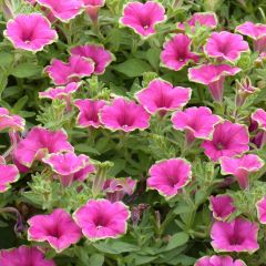 Pétunia Supertunia Picasso in Pink