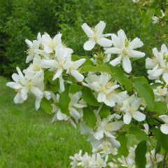 Seringat de Lemoine - Philadelphus Lemoinei