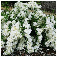 Seringat - Philadelphus White Rock (Pekphil)