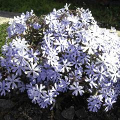 Phlox bifida Minima Colvin