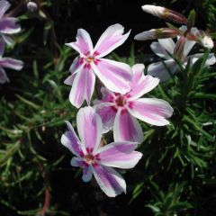 Phlox mousse Candy Stripes - Phlox subulata