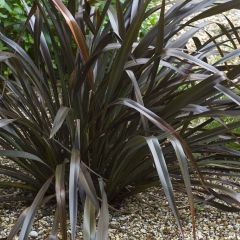 Phormium cookianum Black adder - Lin des Montagnes.