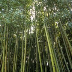 Phyllostachys bambusoides Castilloni Inversa - Bambou géant