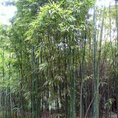 Phyllostachys iridescens - Bambou géant