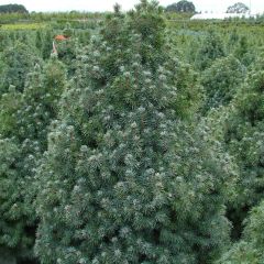 Epinette blanche - Picea glauca Sander's Blue                      