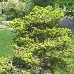 Épicéa du Japon - Picea jezoensis var. hondoensis                   
