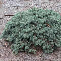 Epicea bleu - Picea pungens Waldbrunn                         