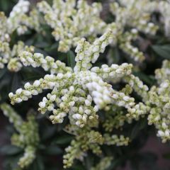 Pieris japonica Debutante - Andromède du Japon