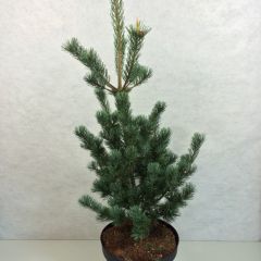 Pinus parviflora Azumi Goye - Pin blanc du Japon                    