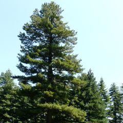 Pin de Macédoine - Pinus peuce                                 