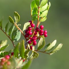 Pistacia lentiscus - Lentisque pistachier