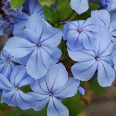 Plumbago auriculata - Plumbago capensis - Dentelaire du Cap