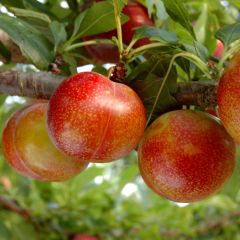 Pluot Flavor Candy - Prunus Pluot