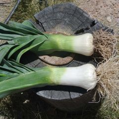 Poireau Monstrueux de Carentan Bio - Allium porrum